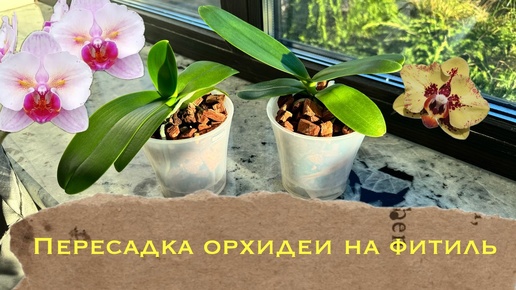 Пересадка орхидеи на фитиль. Орхидеи Profar PF 5017, 5018 #phal #уходзаорхидеями #orchid #plants