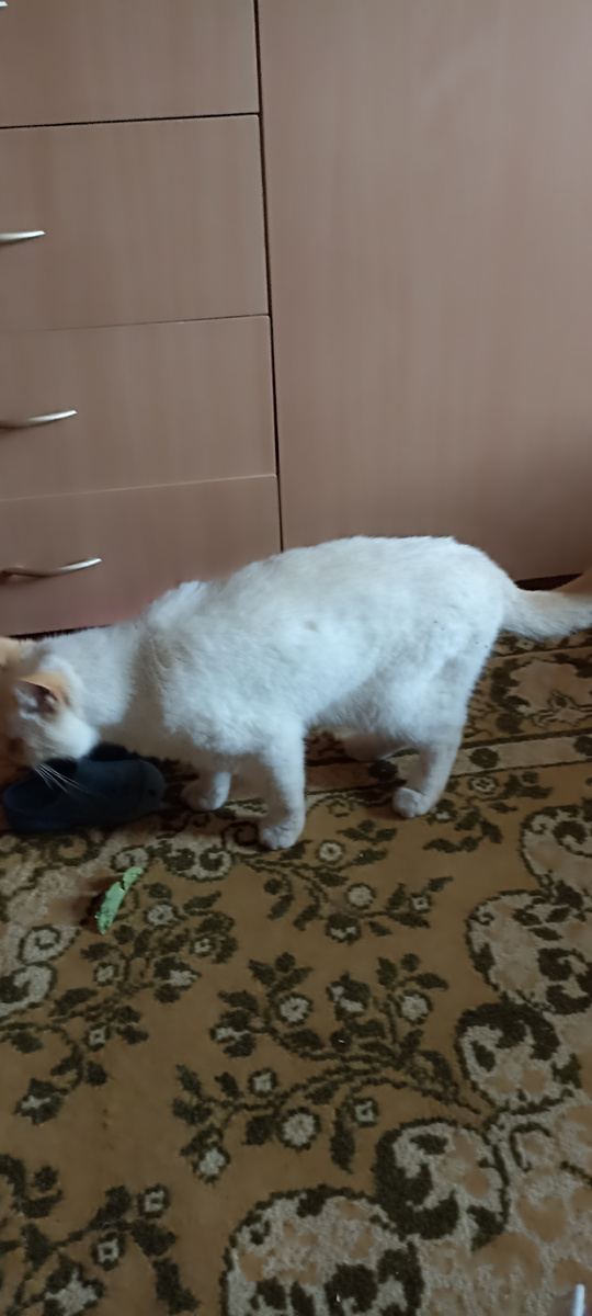 Главный по мышам.