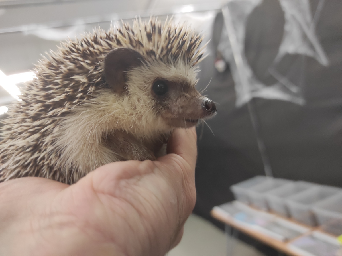 Кедр. Африканский карликовый ёжик 