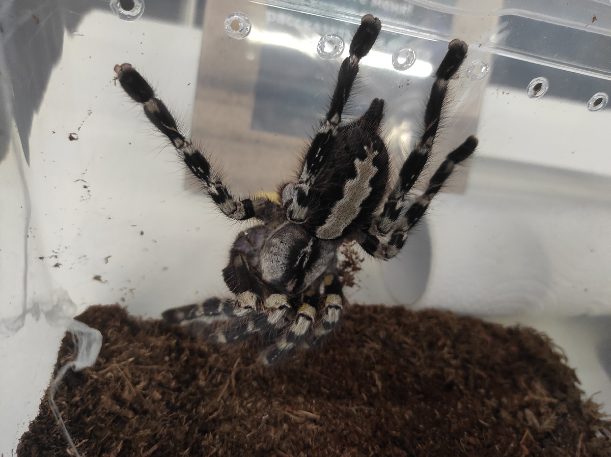 Рига. Красивая, но ужасная по характеру девочка