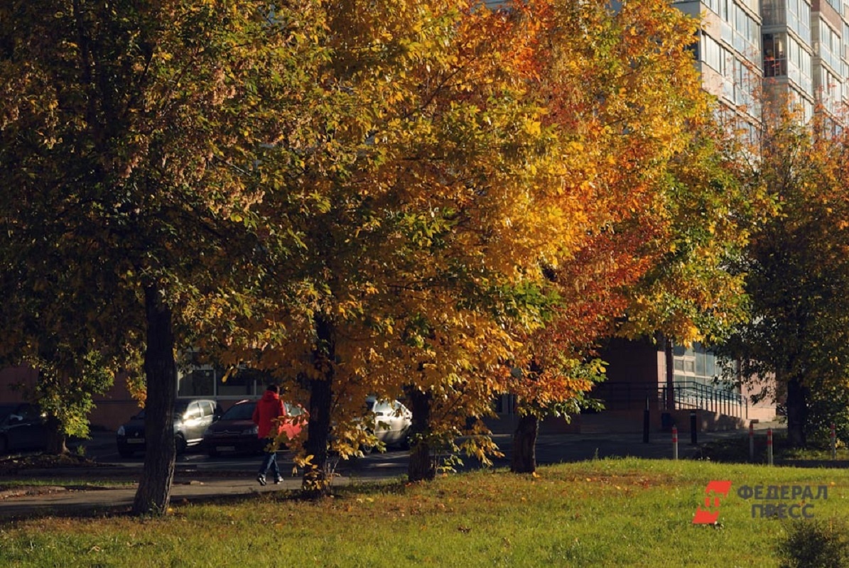 Синоптик добавил, что в Ленобласти ожидаются очень холодные ночи.  Фото: Фото: ФедералПресс / Елена Ельцова