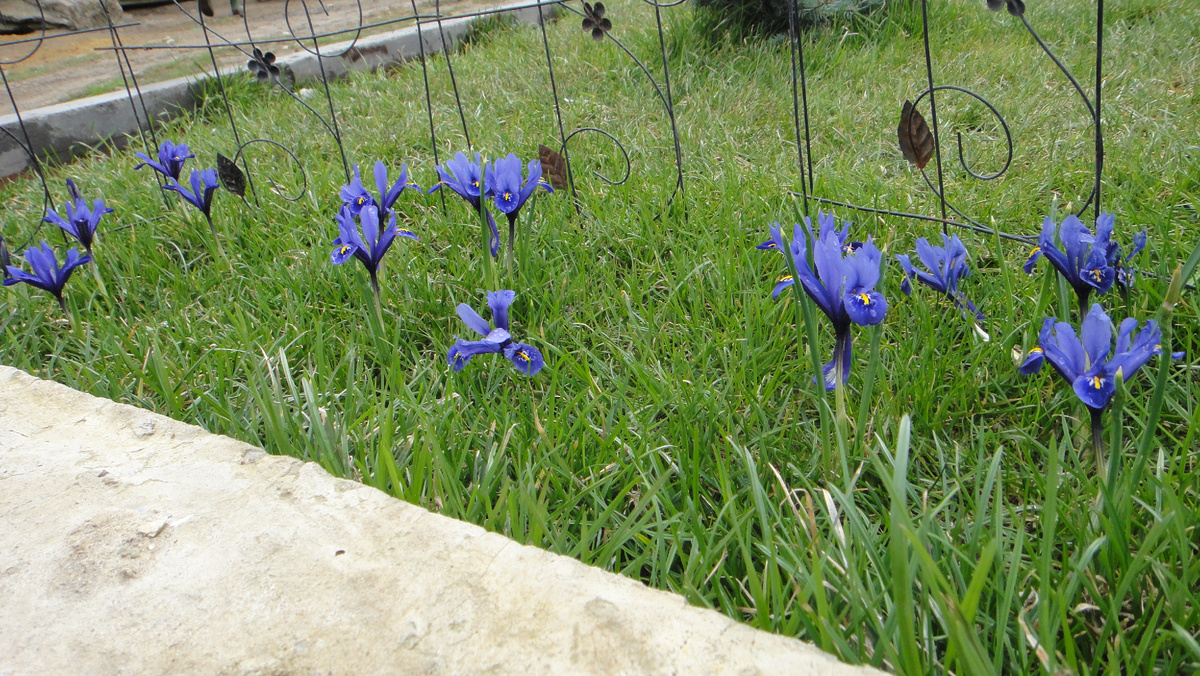 Ирис Кантаб