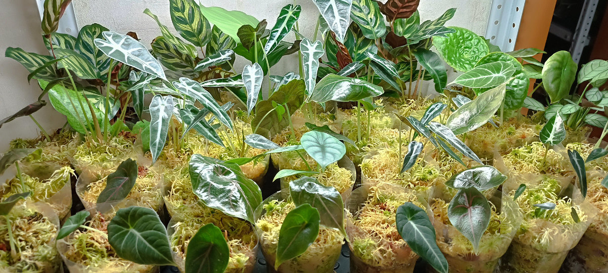 Полка с детками