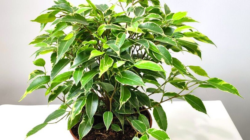 Фикус бенджамина будет красив и здоров: всего 5 правил грамотного полива — соблюдаем их и наслаждаемся