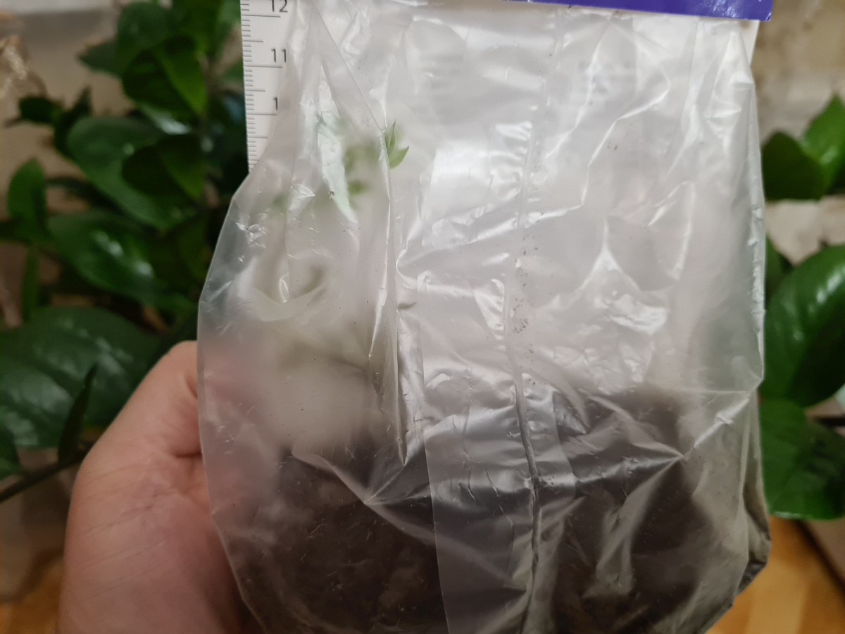 ну как можно было пройти мимо этой крохи))).