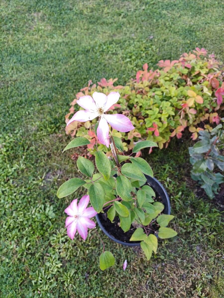 первое цветение клематиса.