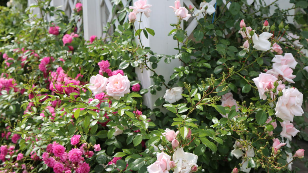 Мой розарий в полном цвету. Результат правильной посадки и ухода.