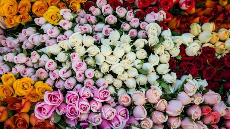  Разные сорта роз. Есть из чего выбрать для розария.