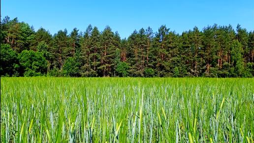 УСПОКАИВАЮЩЕЕ ПЕНИЕ ПТИЦ ДЛЯ СНА. ЗВУКИ ПРИРОДЫ ДЛЯ СНА. РАССЛАБЛЯЮЩЕЕ ПЕНИЕ ПТИЦ. УСПОКАИВАЮЩИЕ ЗВУКИ ПРИРОДЫ