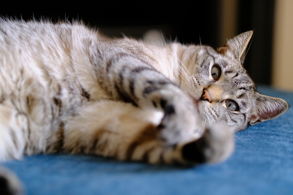    56 mm, 1/640 sec, f/1.4, ISO 800. Источник: dpreview.com