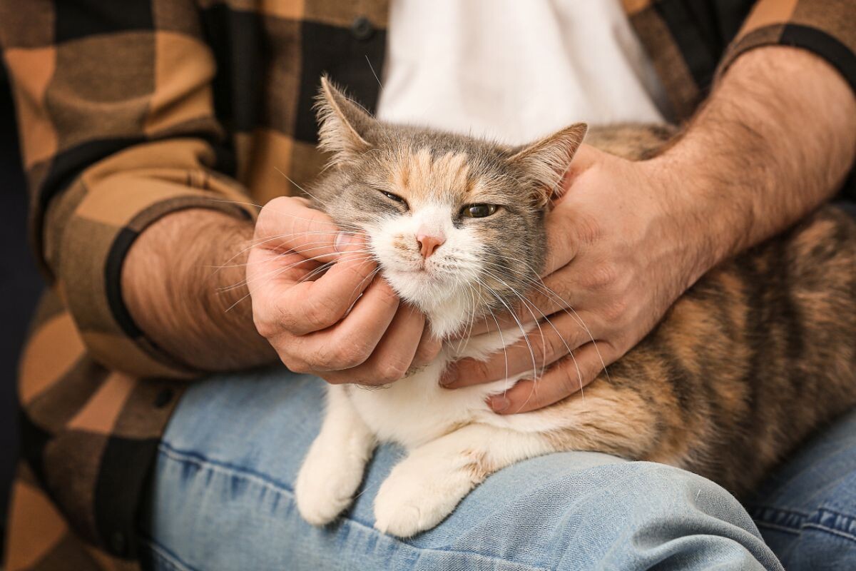 Кошка на коленях у хозяина 