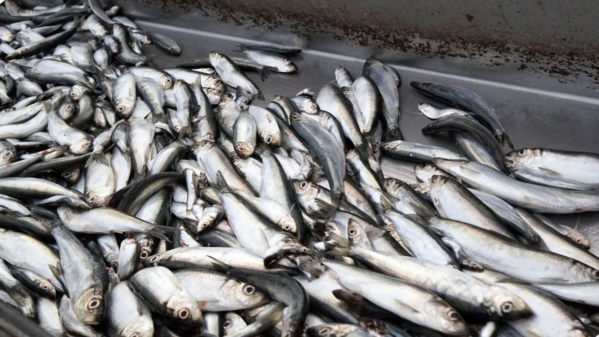 Килька © Sputnik/Игорь Зарембо