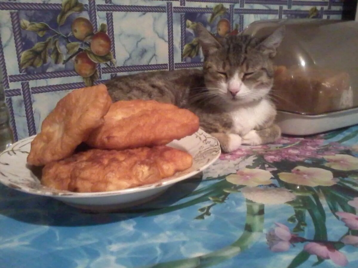 Кот Басик,