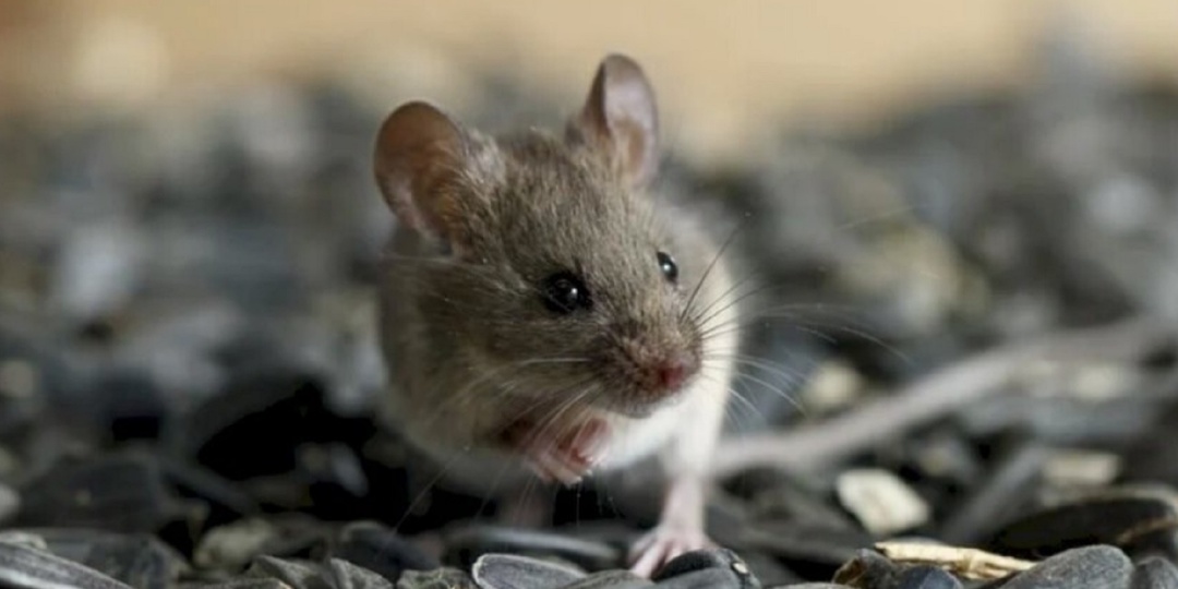КАК ИЗБАВИТЬСЯ ОТ ГРЫЗУНОВ В ДОМЕ. Что положить в мышеловку