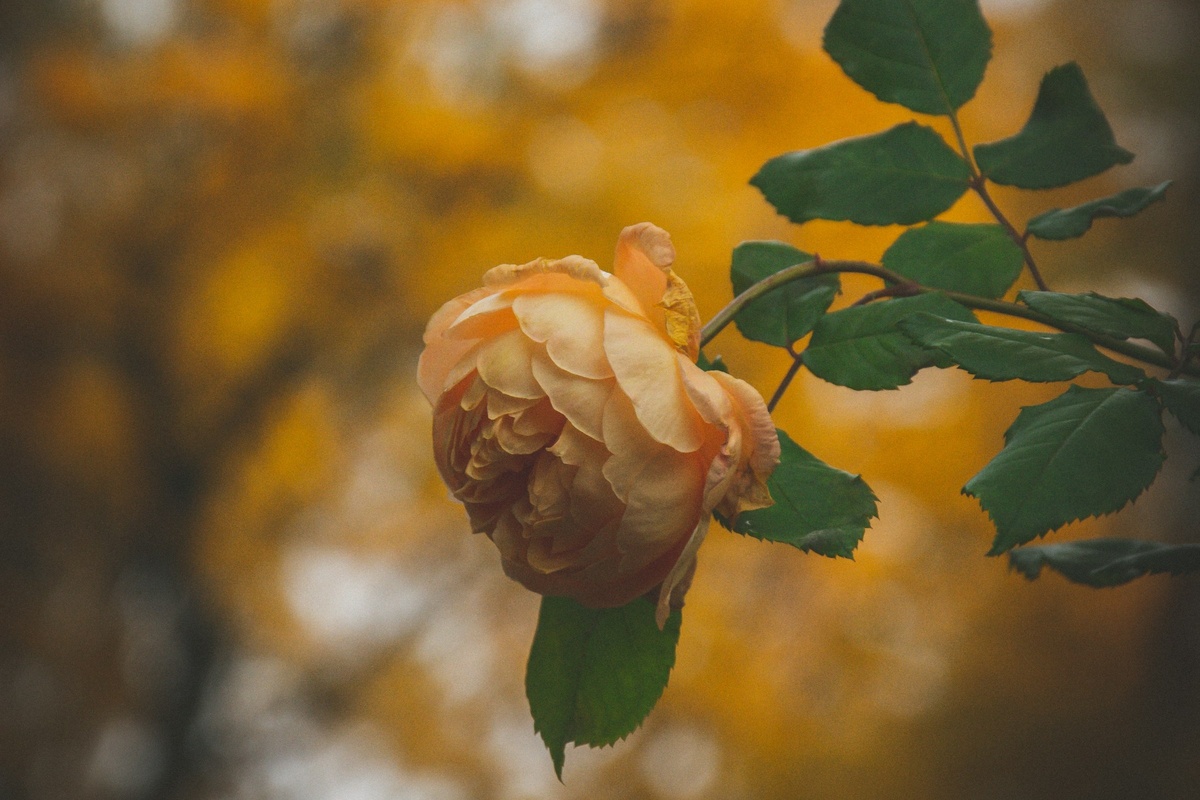 Фото: Slava Stupachenko / Unsplash