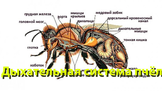 Профессор Кашковский: Дыхательная система пчёл