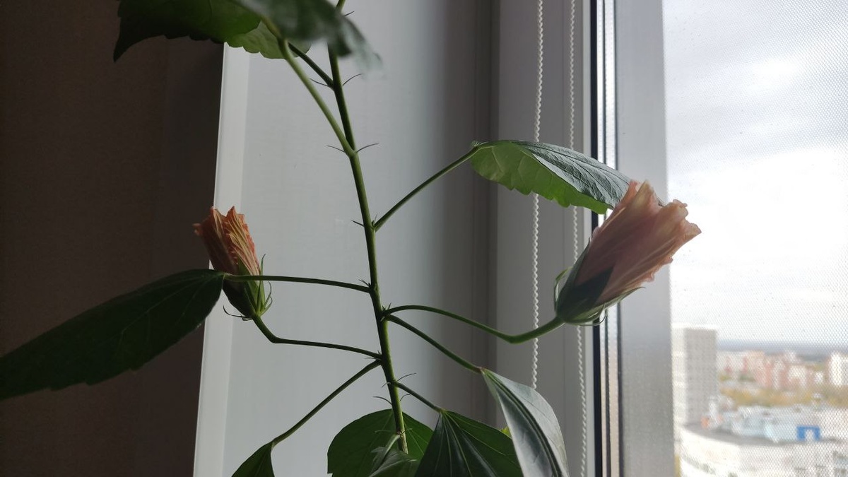 В ожидании цветения махрового гибискуса