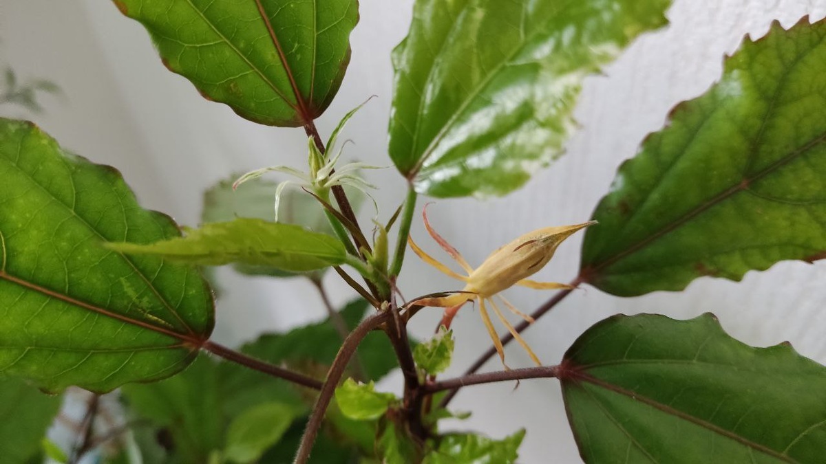 Такой бутон обречен, он не раскроется. Об ошибках, которые могут привести к такой ситуации будет в статье