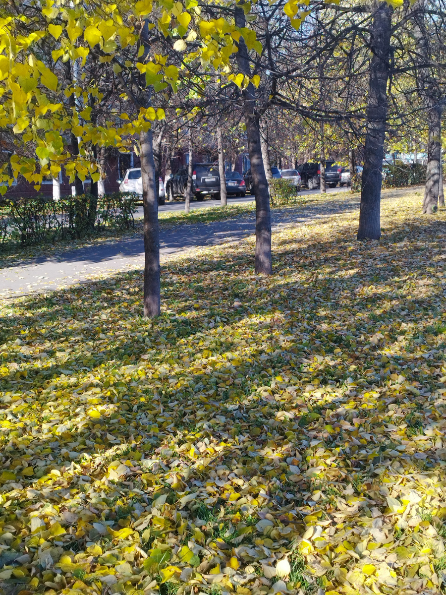 Осень. Не пропадать же фотографиям. Пристрою к сегодняшней публикации.