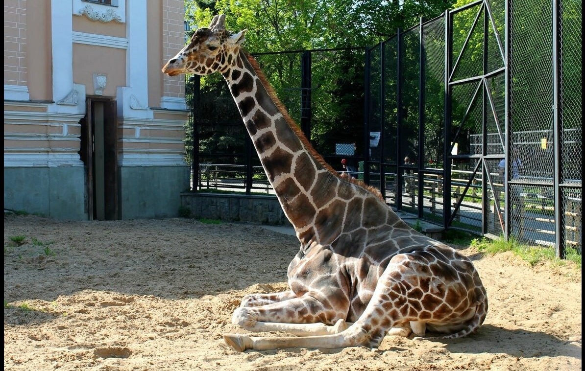В последний год жизни он больше лежал. Но горделиво!