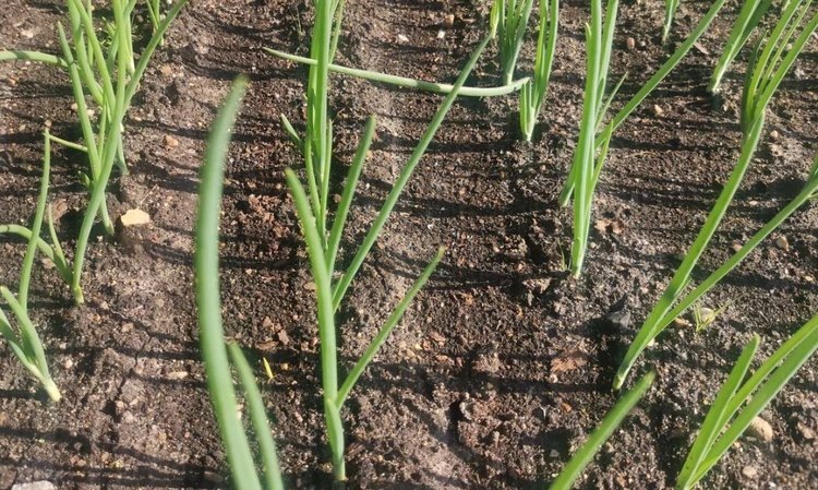    Чувашия отгрузила в Беларусь свыше 70 тонн лука севка нового урожая