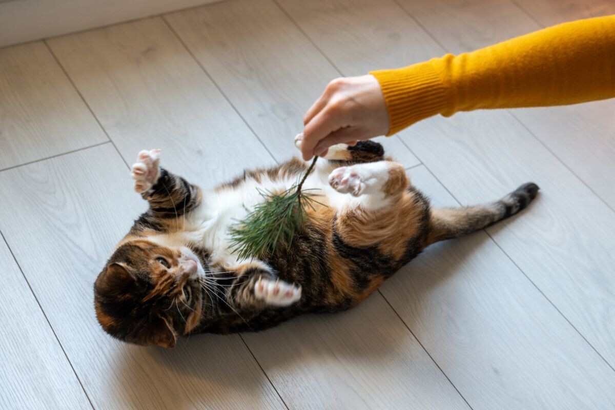 Боятся ли кошки щекотки