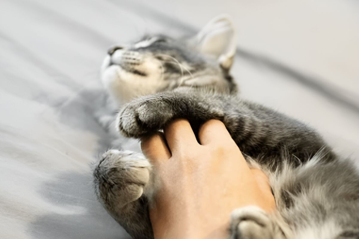 Щекотно ли кошкам