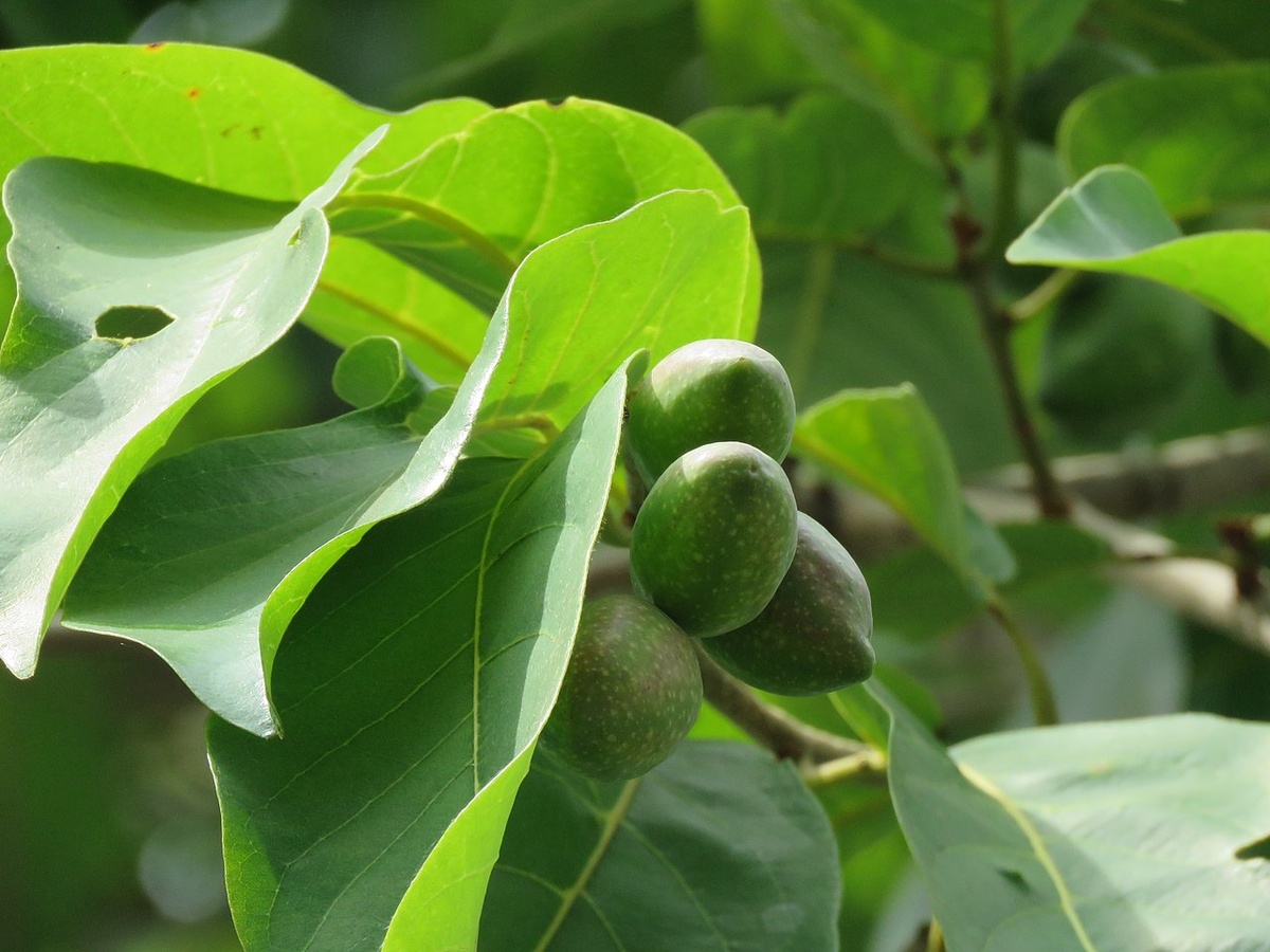Терминалия хебула, плоды и листья. Фото: Vinayaraj V.R. CC-SA-4.0