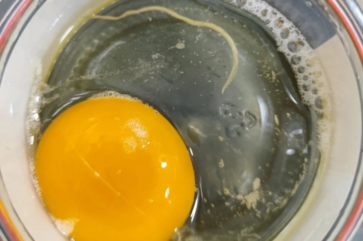    В Белгородской области обнаружили возбудителя аскаридоза в курином яйце