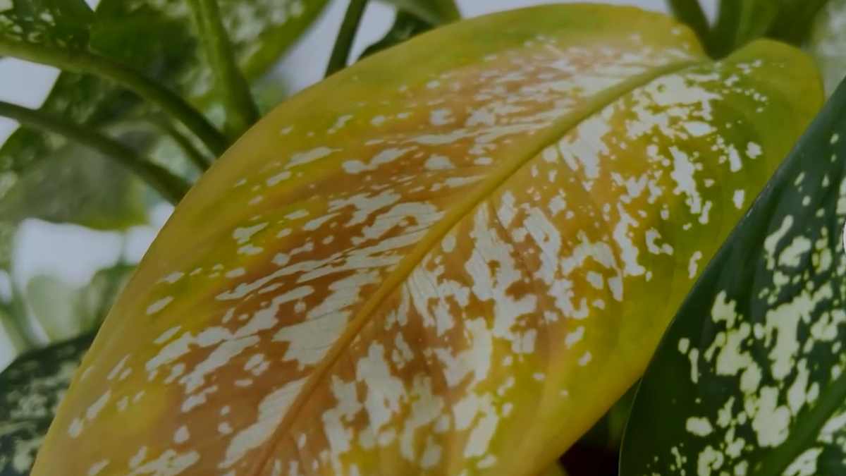    Фото и видео: телеканал «Санкт-Петербург»