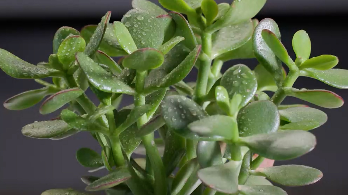    Фото и видео: телеканал «Санкт-Петербург»