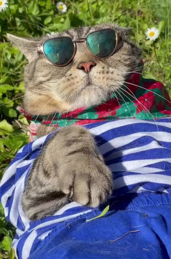 Яндекс картинки