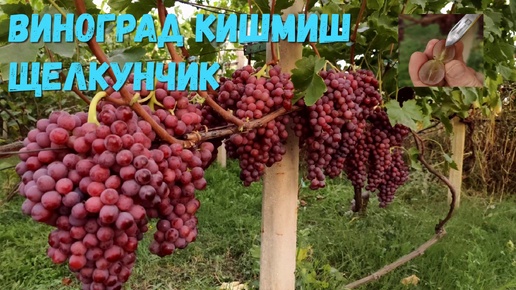 Виноград кишмиш Щелкунчик.