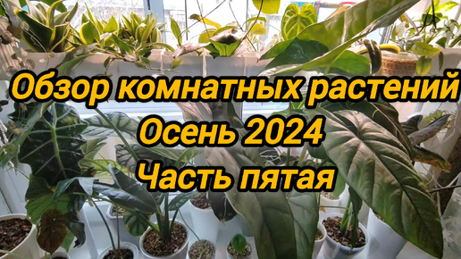 Обзор коллекции моих растений. Осень 2024. Часть пятая (Зал. Продолжение)