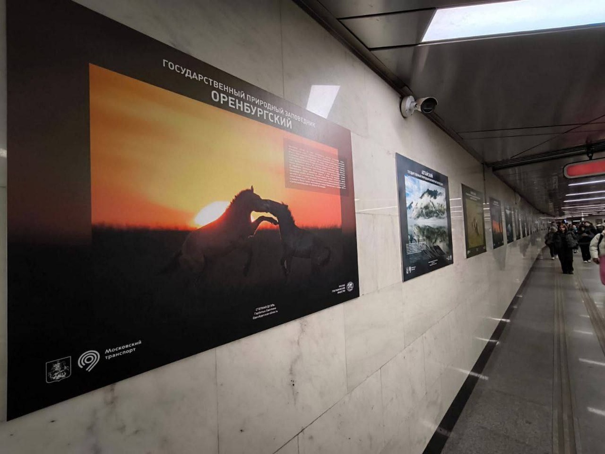    Фото лошадей Пржевальского из Оренбургской области попало на выставку в Москве