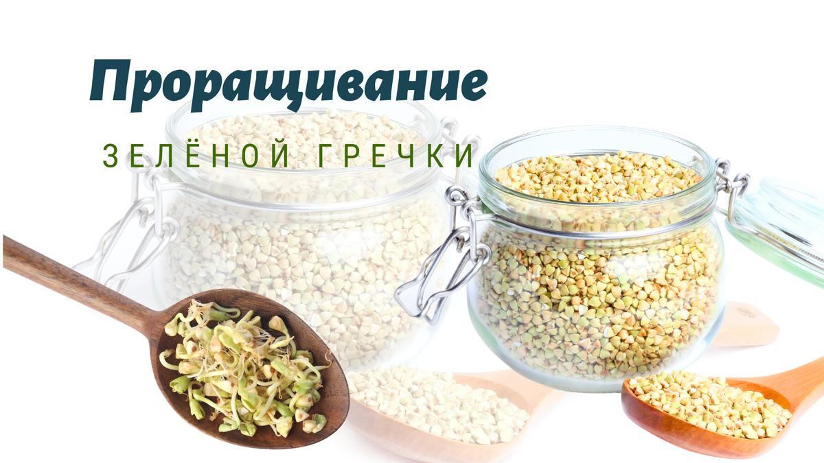 Проращивание гречки