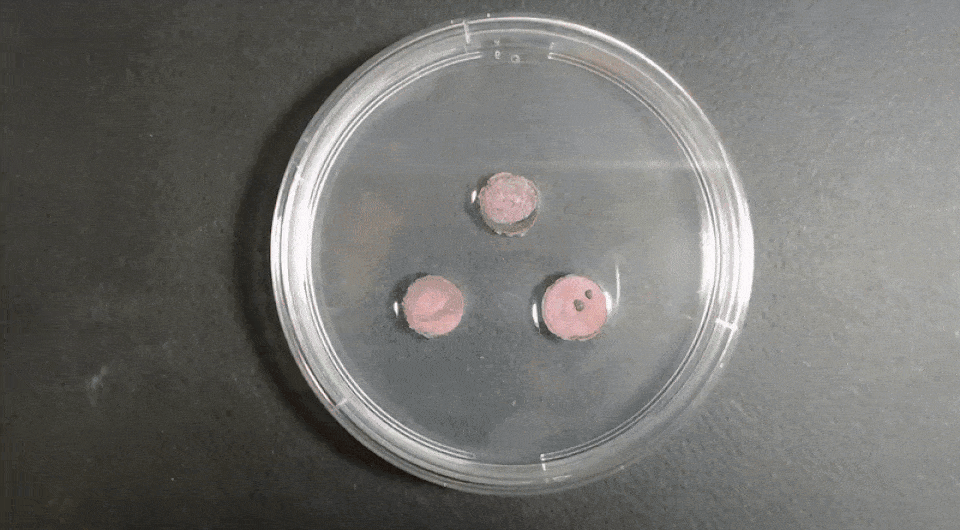   Rabih Sultan et al. / Physical Review Letters, 2024