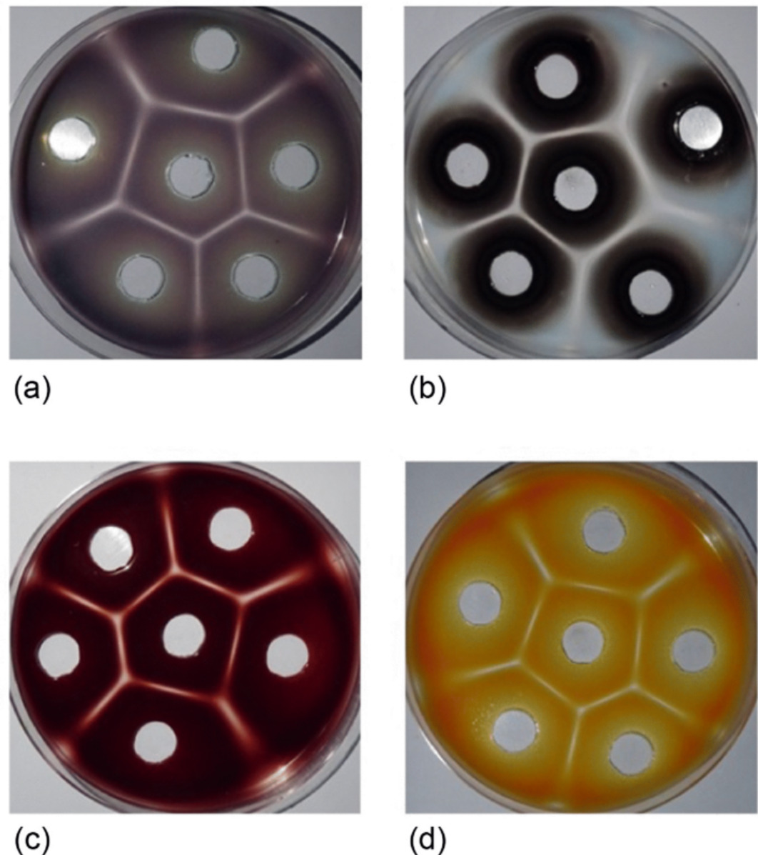   Rabih Sultan et al. / Physical Review Letters, 2024