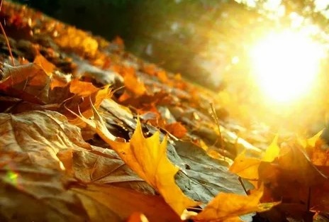 Из открытого доступа