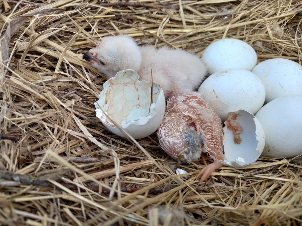 Второй только что вылупился