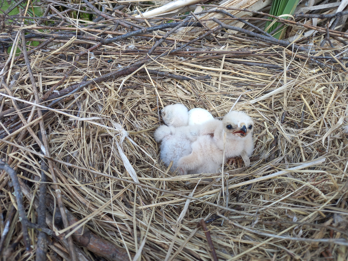 Трое и последнее яйцо