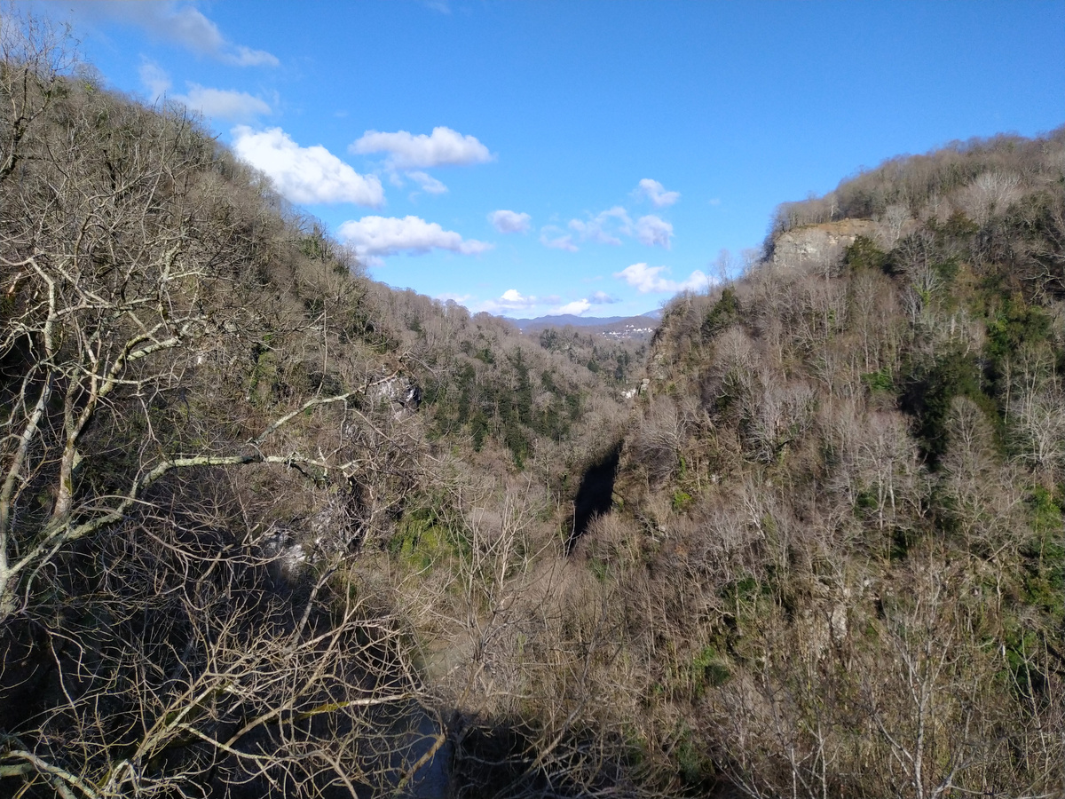 Хостинская Тисо-самшитовая роща в январе