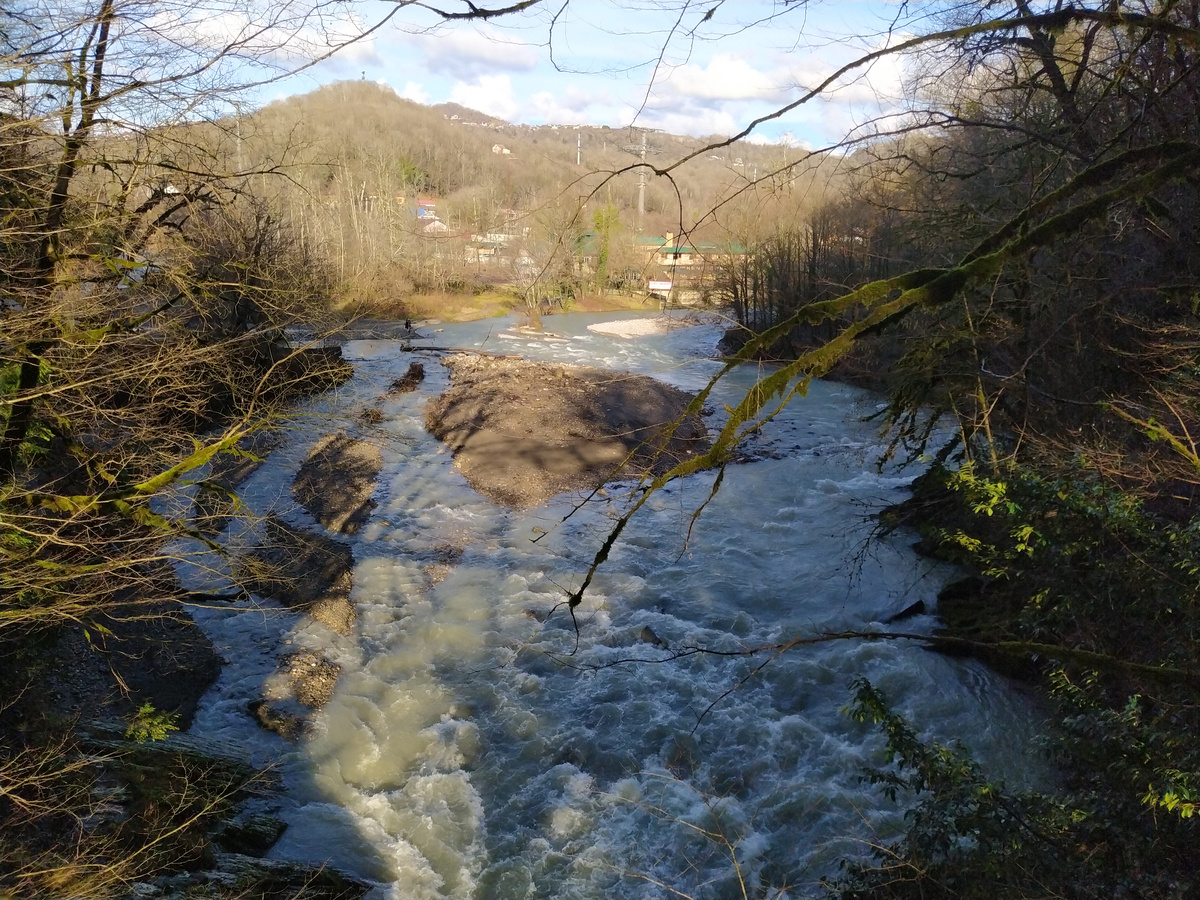 Хостинская Тисо-самшитовая роща в январе