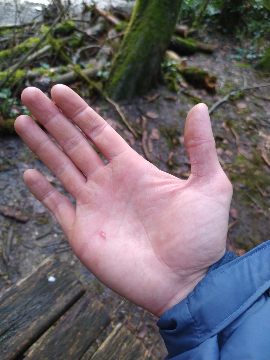 В Тисо-самшитовой роще лучше держаться за перила в перчатках