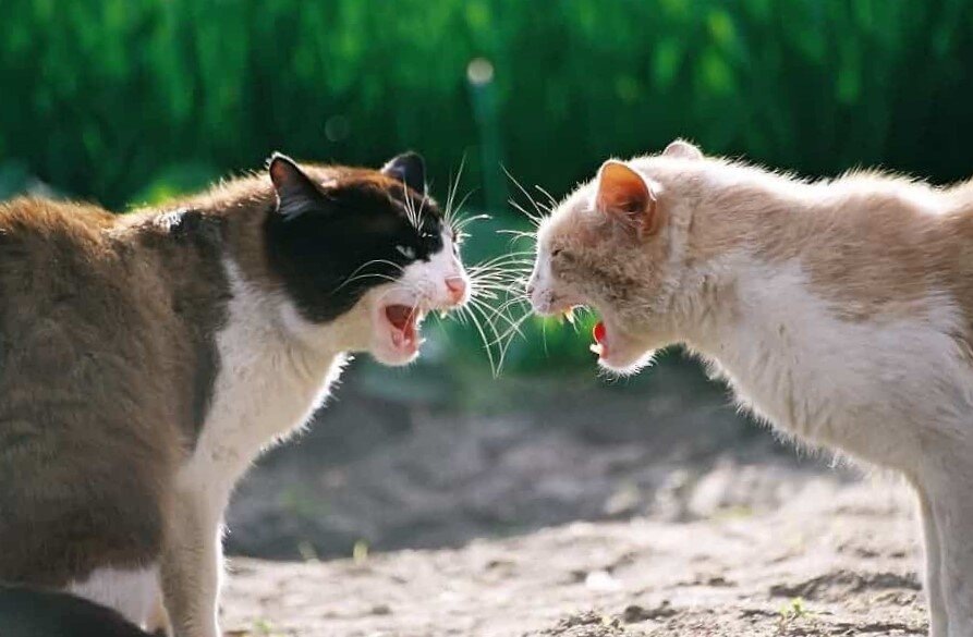 Основной  способ передачи ВИК - укус инфицированной кошки