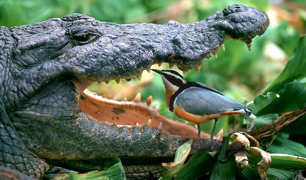 Крокодил на плановом осмотре у птички Тари (Из открытых источников)