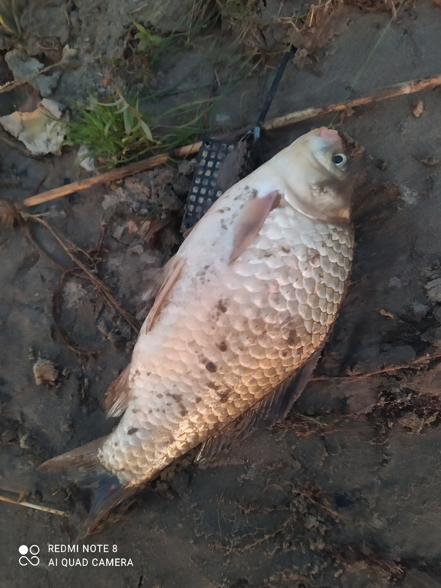 Первый карась. 