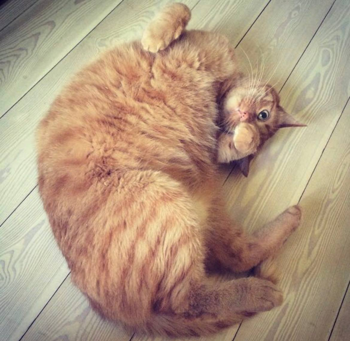 Тот самый кот - невинная жертва саркомы...