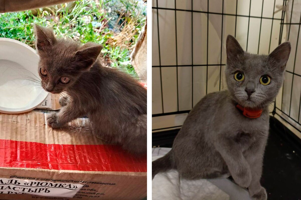     / Источник: © Telegram/Кошкин Дом Донецк: сообщество волонтеров