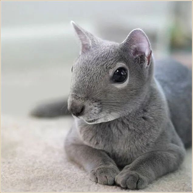 ФОТОКОЛЛАЖ от  ЯНА ОЛЕХОЕКА / Jan Oliehoek  